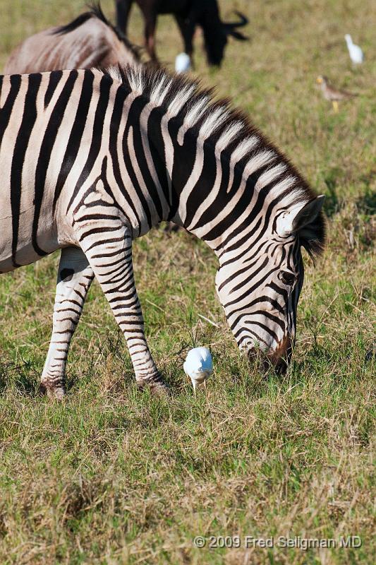 20090616_172956 D300 X1.jpg - Zebras, Selinda Spillway, Botswana